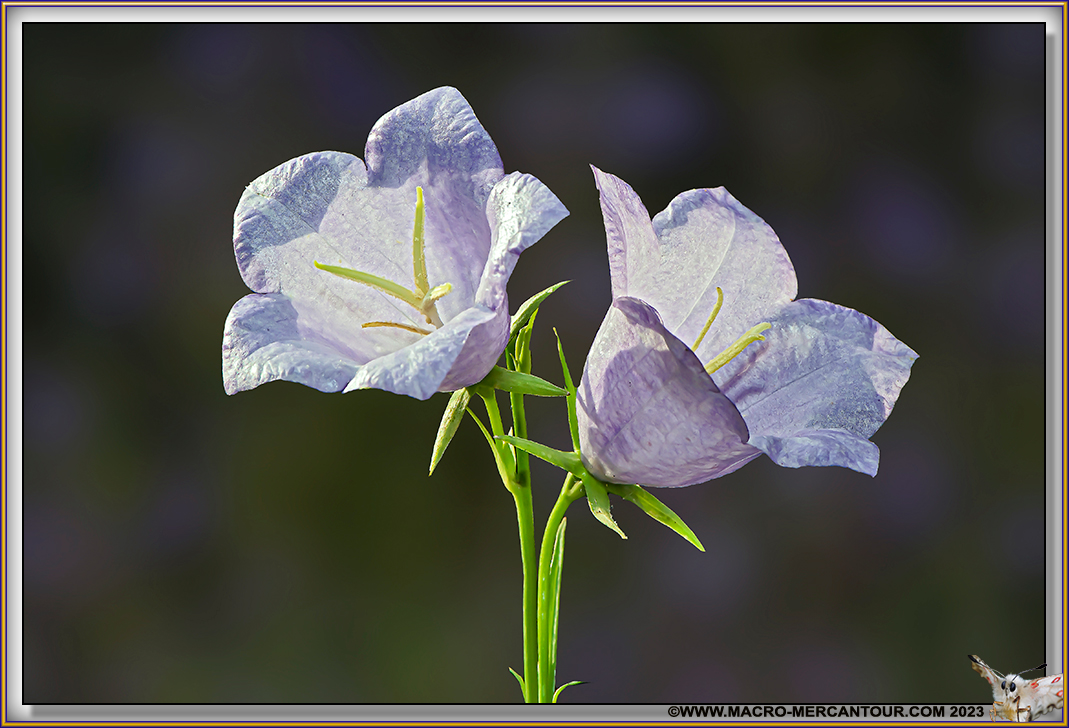 Campanules albinos